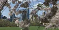 Ultra HD 4K UHD Spring Central Park New York City Cherry Trees Bloom Grass Lawn 4k or 4k+ Resolution