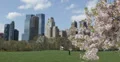 Ultra HD 4K UHD Spring Central Park NYC Green Grass Meadow Cherry Tree Blooming 4k or 4k+ Resolution