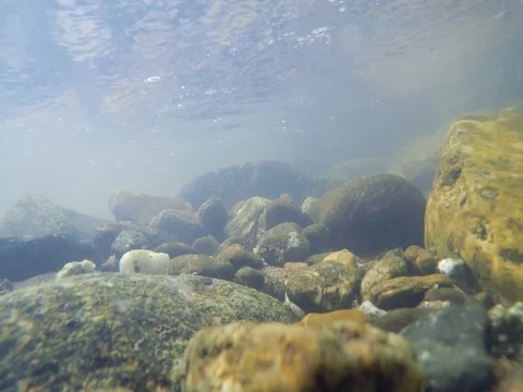 Ultra HD 4K Underwater landscape Stock Footage