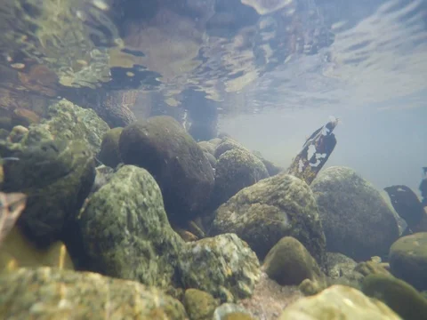 Ultra HD 4K Underwater landscape Stock Footage 77992176
