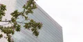 Ultra HD 4K United Nations Headquarters New York City Cherry Tree Blossom Bloom 4k or 4k+ Resolution