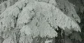 Ultra HD 4K Winter Landscape, Beautiful Mountains in Cold Season, Fir Tree 4k or 4k+ Resolution