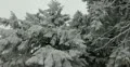 Ultra HD 4K Winter Landscape, Beautiful Mountains in Cold Season, Fir Tree 4k or 4k+ Resolution