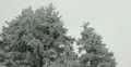 Ultra HD 4K Winter Landscape, Beautiful Mountains in Cold Season, Fir Tree 4k or 4k+ Resolution