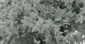 Ultra HD 4K Winter Landscape, Beautiful Mountains in Cold Season, Fir Tree 4k or 4k+ Resolution