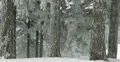 Ultra HD 4K Winter Landscape, Beautiful Mountains in Cold Season, Fir Tree 4k or 4k+ Resolution