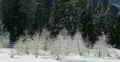 Ultra HD 4K Winter Landscape, Beautiful Mountains in Cold Season, Fir Tree 4k or 4k+ Resolution
