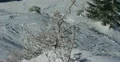 Ultra HD 4K Winter Landscape, Beautiful Mountains in Cold Season, Fir Tree 4k or 4k+ Resolution