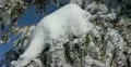 Ultra HD 4K Winter Landscape, Beautiful Mountains in Cold Season, Fir Tree 4k or 4k+ Resolution
