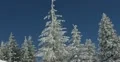 Ultra HD 4K Winter Landscape, Beautiful Mountains in Cold Season, Fir Tree 4k or 4k+ Resolution