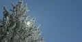 Ultra HD 4K Winter Landscape, Sun Behind the Fir Tree in Cold Season 4k or 4k+ Resolution