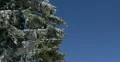 Ultra HD 4K Winter Landscape, Beautiful Mountains in Cold Season, Fir Tree 4k or 4k+ Resolution
