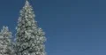 Ultra HD 4K Winter Landscape, Beautiful Mountains in Cold Season, Fir Tree 4k or 4k+ Resolution