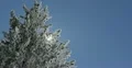 Ultra HD 4K Winter Landscape, Beautiful Mountains in Cold Season, Fir Tree 4k or 4k+ Resolution