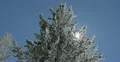 Ultra HD 4K Winter Landscape, Beautiful Mountains in Cold Season, Fir Tree 4k or 4k+ Resolution