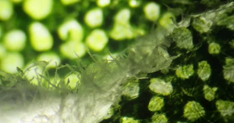 Ultra macro footage seen through microscope of a leaf Stock Footage 219694842