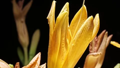Ultra Macro Orange Lily Bloom – Cinematic 8K Floral Time-Lapse Видео 320836043