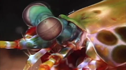 Ultra Macro Peacock Mantis Shrimp Face, Neon Colors Close Up, 4K Video stock 339754139