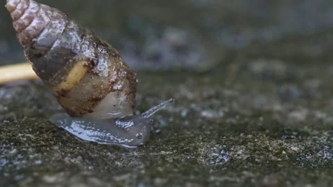 Ultra macro shot of a small snail. 動画素材 242625726