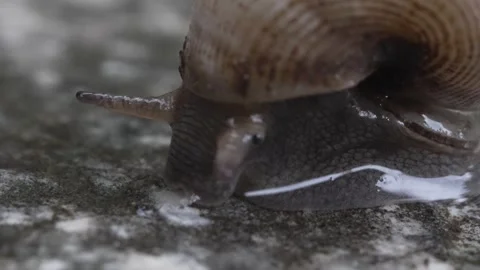 Ultra macro shot of a small snail. Stock Footage 242625791