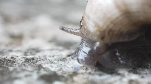 Ultra macro shot of a small snail. 動画素材 242626014