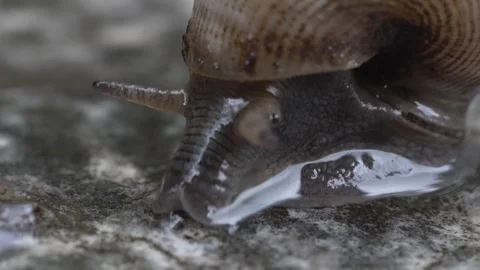 Ultra macro shot of a small snail. 動画素材 242626016