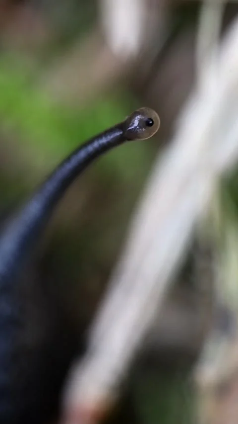 Ultra Macro of Snail Eye Stalk and Eye Spot Video stock 341770897
