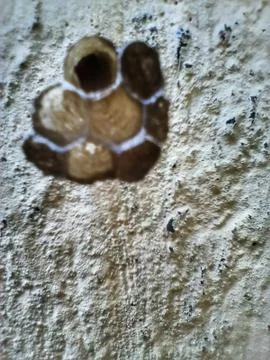 ULTRA MACRO VIEW OF WASP NEST Stock Photos
