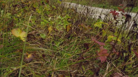 Ultra marathon runner pushing hard on a mountain track. Stock Footage 63019598