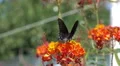 ultra slow motion black swallowtail butterfly consuming nectar on a flower HD Footage
