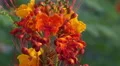 ultra slow motion close up bee hangs on to flower petal climbing around HD Footage