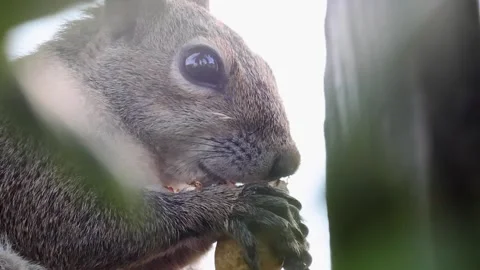 Ultra-slow-motion close-up of a Squirrel eating a peanut Stock Footage 265710834