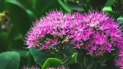 Ultra Slow Motion Honeys  Bee Pollinating Flowers 스톡 동영상 164882136