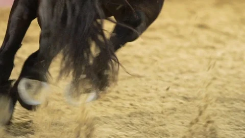 Ultra slow motion: Horse's hooves kick up dirt as it sprints in training yard Stock Footage