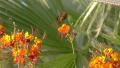 ultra slow motion medium shot monarch butterfly takes to air flapping wings HD Footage