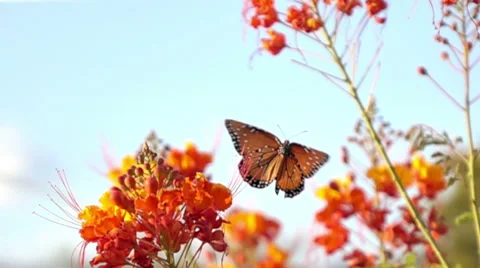 Ultra slow motion monarch butterfly leaves flower blue sky background Stock Footage