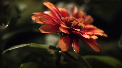 Ultra-slow motion rain falling on close-up zinnia Stock Footage 59546319