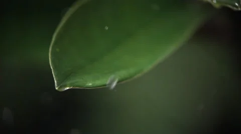 Ultra-slow motion raindrops falling on close-up smooth leaf Stock Footage 59546285