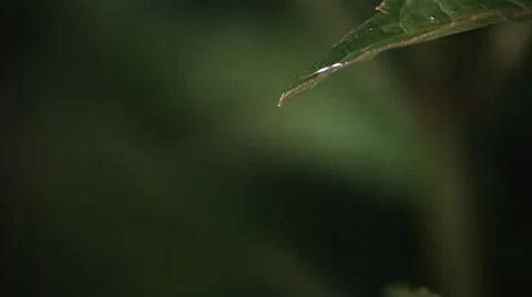 Ultra-slow motion raindrops splashing onto leaf and trickling from its tip Stock Footage 59527653