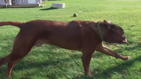 Ultra smooth dog running Stock Footage 56566577