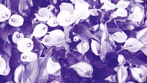 Ultra violet abstract background. Stock Photos