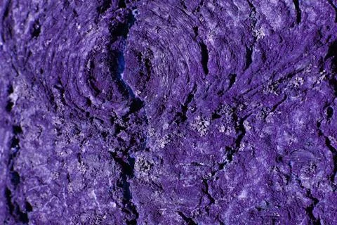 Ultra violet tree bark. Stock Photos