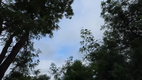 Ultra Wide Angle Sky with Tree Silhouette | Scenic Nature Landscape Видео 316538716