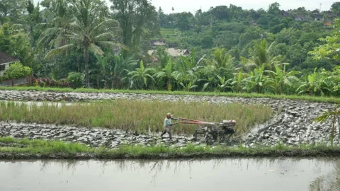 Ultra wide shot of the farmer using a small tractor to plow rice paddy field in Stock Footage 133079396