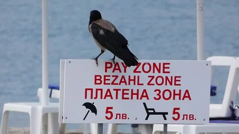 Ultra Zoom View of Hooded Crow on Beach Paid-Zone Sign Stock Footage 321924924