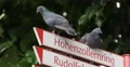 UltraHD 4K Pigeon Road Sign Signboard Street Arrow Indicator Panel Board Cologne 4k or 4k+ Resolution