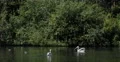 UltraHD 4K UHD Greylag Goose Duck White Pelicans Bird Lake St James Park London 4k or 4k+ Resolution