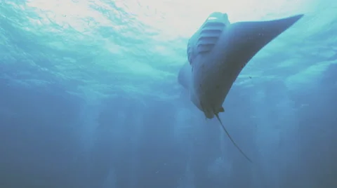UltraHD feeding manta ray does loopings, under water shot, Palau Stock Footage 47139529