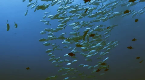 UltraHD grey reef shark surrounded by trevally, uw shot, Palau Video stock 47137007