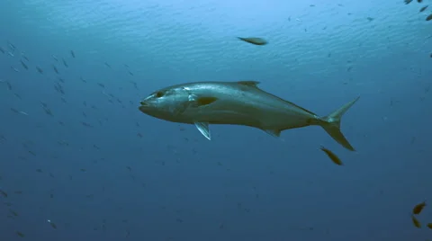 UltraHD underwater tracking shot of single big amber jack in blue water 動画素材 52325928